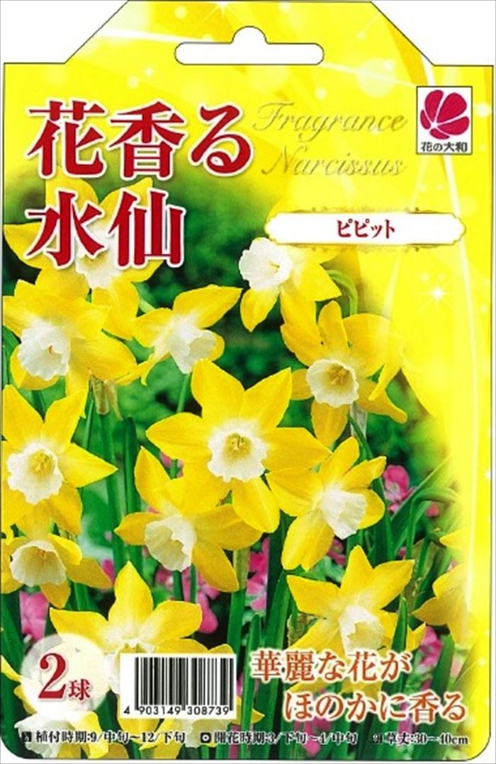 楽天市場】花の大和 球根 水仙 花香る水仙 日本寒咲き 2球 hyk