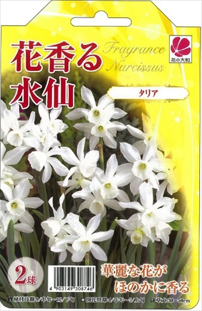 楽天市場 予約販売 花の大和 球根 水仙 花香る水仙 タリア 2球 フラワーネット 日本花キ流通