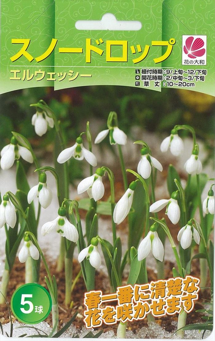 1039円 マーケティング 球根 22年12月上中旬予約 ポット植えアマリリス八重咲き 1039円 マーケティング 球根 22年12月上中旬予約 ポット植えアマリリス八重咲き