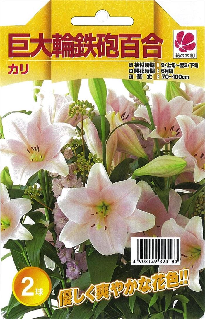 楽天市場 花の大和 球根 きゅうこん 鉄砲百合ファミリー 巨大輪鉄砲百合 カリ 2球 フラワーネット 日本花キ流通