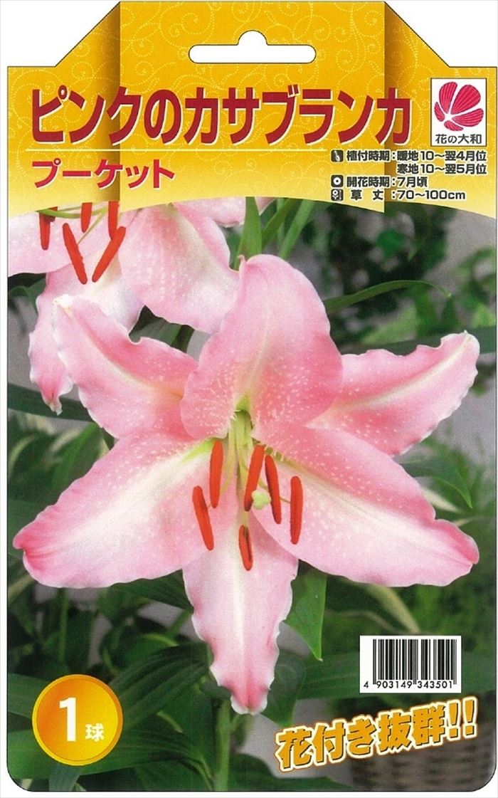 楽天市場 予約販売 花の大和 球根 きゅうこん カサブランカファミリー プーケット ピンクカサブランカ 1球 百合 ゆり ユリ 10月中旬以降発送 フラワーネット 日本花キ流通