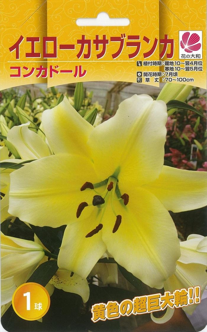 信州産 黄色の百合球根(子球付き♪ 楽天市場】ユリ 黄 球根の