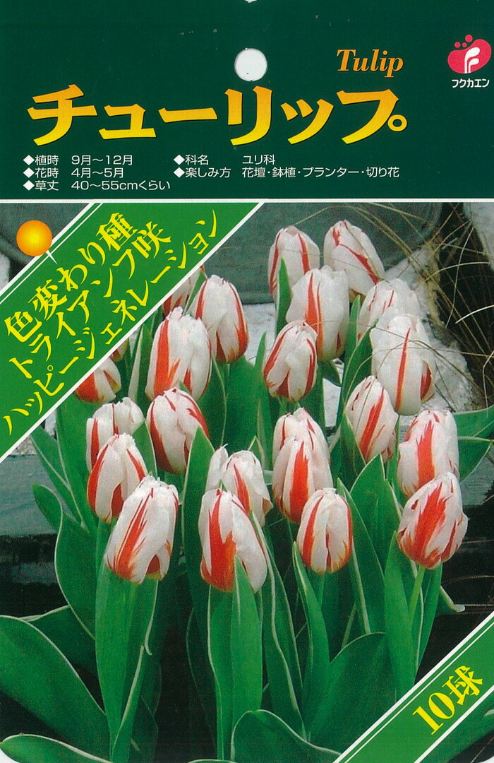 予約販売 福花園 球根 チューリップ ベストチョイス ハッピージェネレーション 8球 10月中旬以降発送 日本