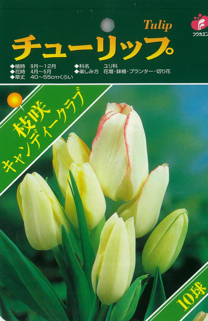 予約販売 福花園 球根 チューリップ ベストチョイス キャンディークラブ 8球 10月中旬以降発送