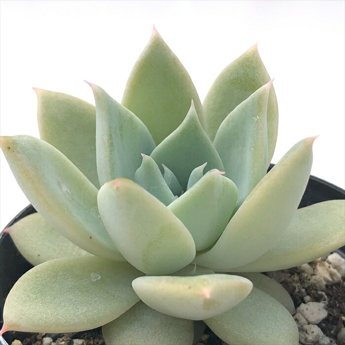 楽天市場】多肉植物 skエケベリア リラシナ×プリドニス 多肉植物