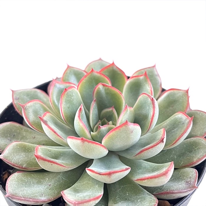 楽天市場】多肉植物 skエケベリア モーサン 多肉植物 エケベリア