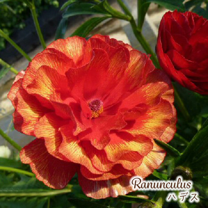 楽天市場】予約販売 ラナンキュラス ラックス 苗 エリス 10.5cmポット