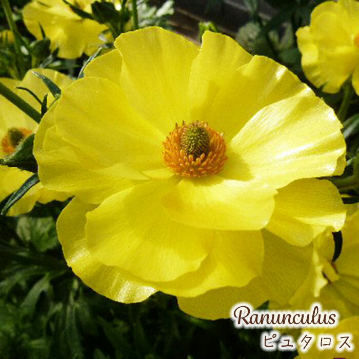 宿根草 ラナンキュラス ラックス『アイオリア』１苗 土を落とさずポット苗で発送♪ ラナンキュラス ラックス『アイオリア』1苗 土を落とさずポット