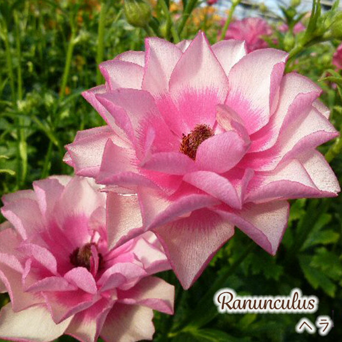 宿根草 ラナンキュラス ラックス『アイオリア』１苗 土を落とさずポット苗で発送♪ 宿根草 ラナンキュラス ラックス『アイオリア』1苗 土を落とさ