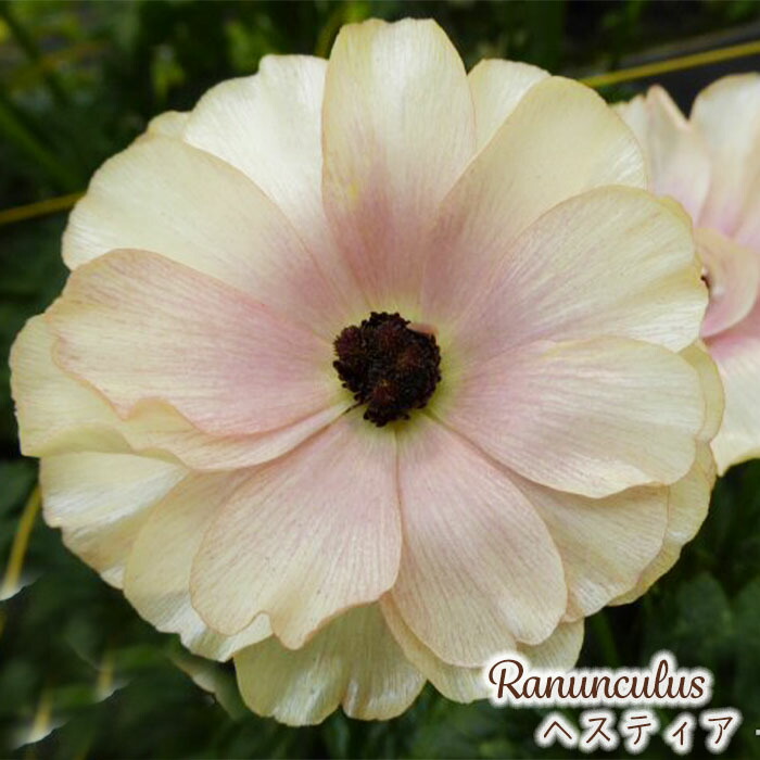 楽天市場】予約販売 ラナンキュラス ラックス 苗 アリアドネ 10.5cm