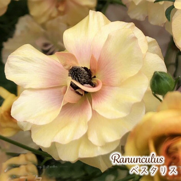 楽天市場】予約販売 ラナンキュラス ラックス 苗 アイオリア 10.5cm