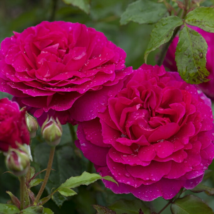 楽天市場】予約販売 バラ苗 バラ大苗 イングリッシュローズ ジェームズ