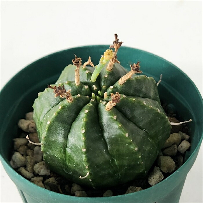 楽天市場】多肉植物 caユーフォルビア バリダ 7.5cmポット 多肉