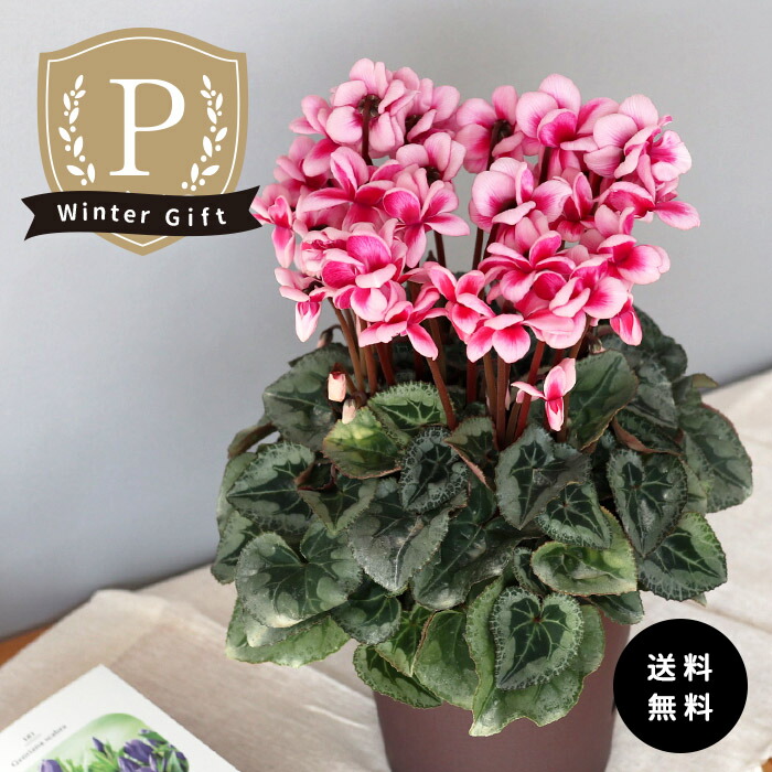 ★スタートセット★超シンプルにして最強【4096♫ヒマラヤwithローズ】❤️ 楽天市場】予約販売 特選シクラメン ファルバラローズ 5号鉢 送料無料