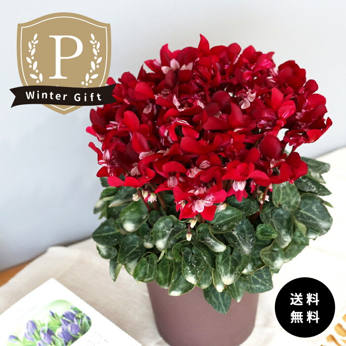 楽天市場】予約販売 バラ咲き デンマークカクタス ホワイトローズ 5号