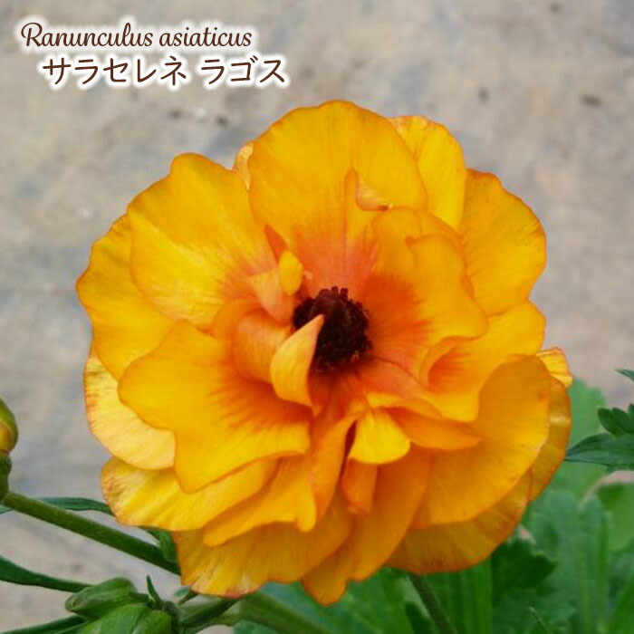 楽天市場】予約販売 ラナンキュラス ラックス 苗 アイオリア 10.5cm