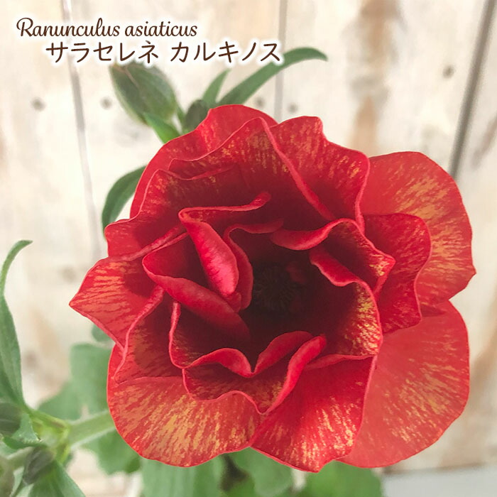 楽天市場】予約販売 ラナンキュラス ラックス 苗 アイオリア