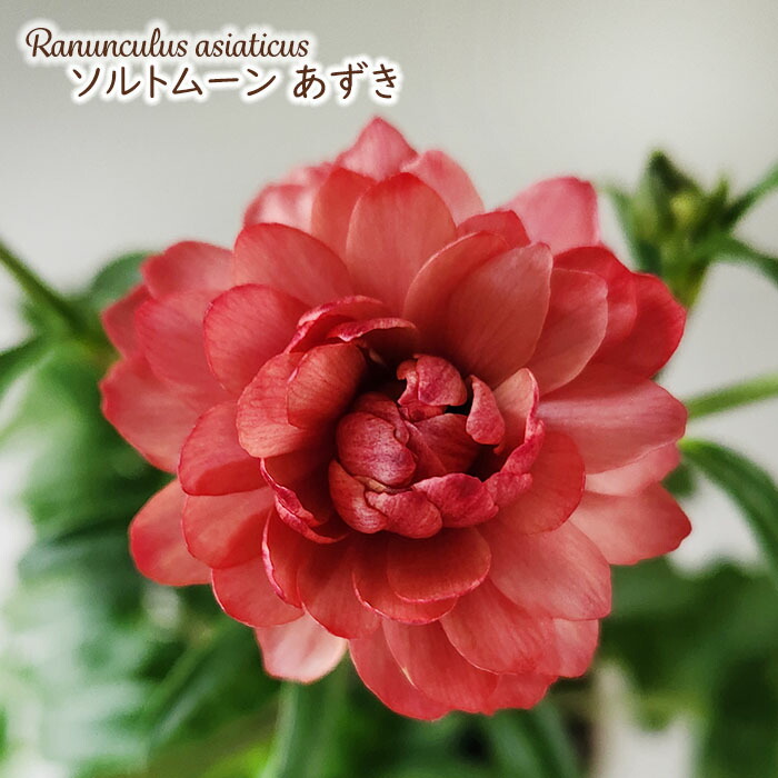 楽天市場】【まもなく締め切り】 予約販売 ラナンキュラス ラックス 苗