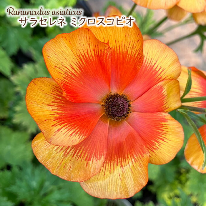 楽天市場】予約販売 ラナンキュラス ランドセル 苗 サラセレネ