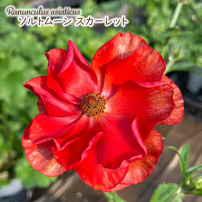 楽天市場】予約販売 ラナンキュラス ラックス 苗 ロムルス 10.5cm