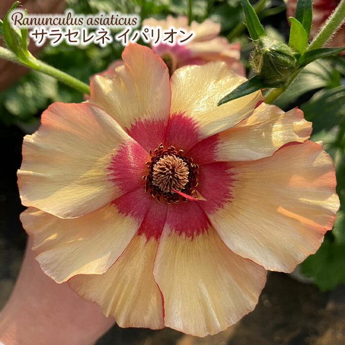 ラナンキュラス ラナンキュラスラックス苗 2024年11月中下旬発送