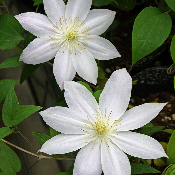 クレマチス　フォーエバーフレンズ　抜き苗　第４種発送 楽天市場】予約販売 クレマチス 苗 フォーエバーフレンズ 遅咲き大輪系