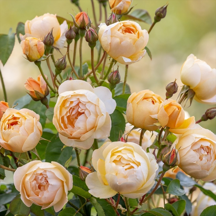 楽天市場】予約販売 バラ苗 バラ大苗 イングリッシュローズ レディエマ