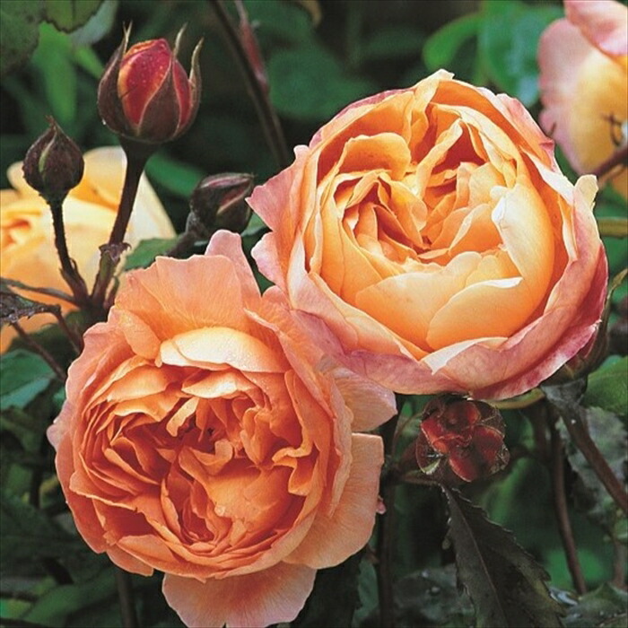 ❀専用❀　イヴ　　バラ　苗 2300 バラ苗 予約大苗 2026 恋いづな Koiizuna 国産ノイバラ台木使用 | 予約