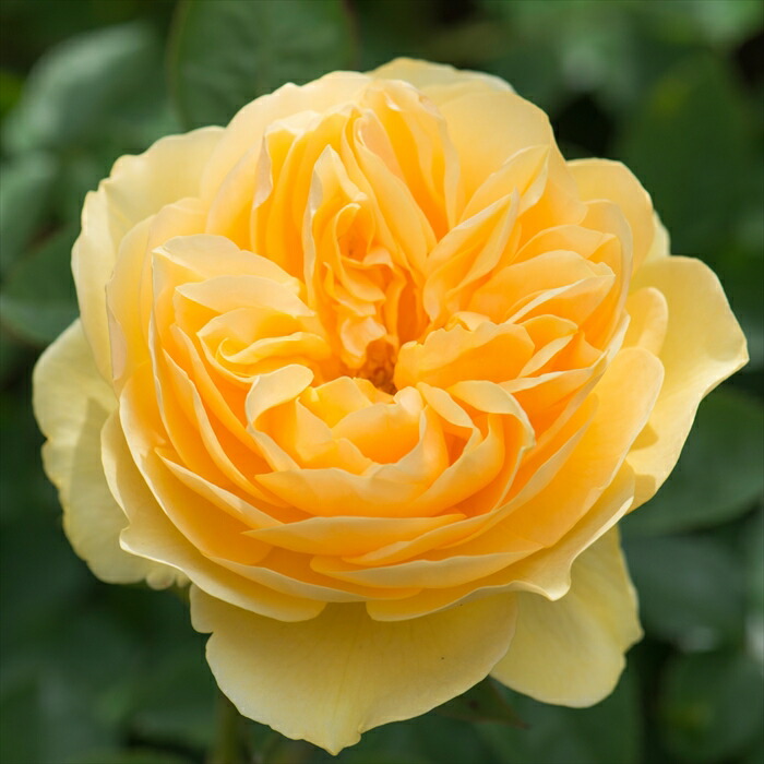 楽天市場】予約販売 バラ苗 バラ大苗 イングリッシュローズ ジェームズ