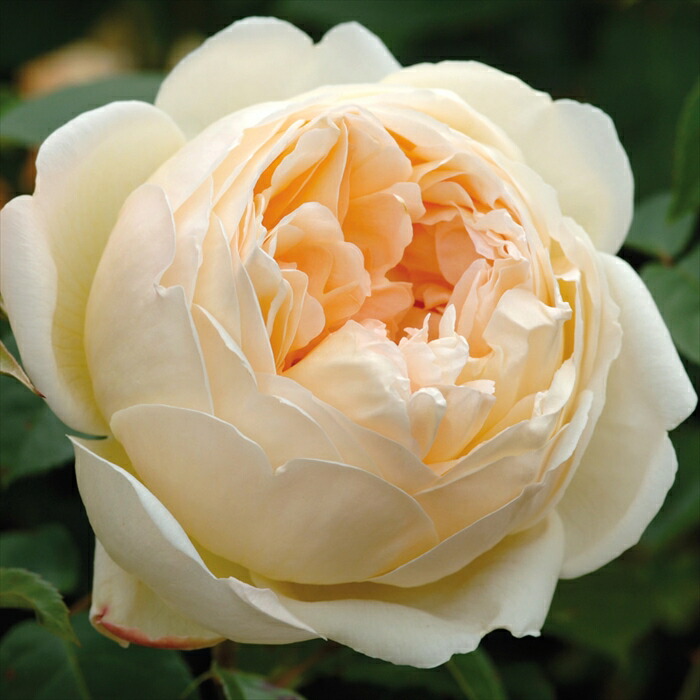 イングリッシュローズ ジュードジオブスキュア 大苗 楽天市場】バラ苗 イングリッシュローズ大苗 ジュード・ジ