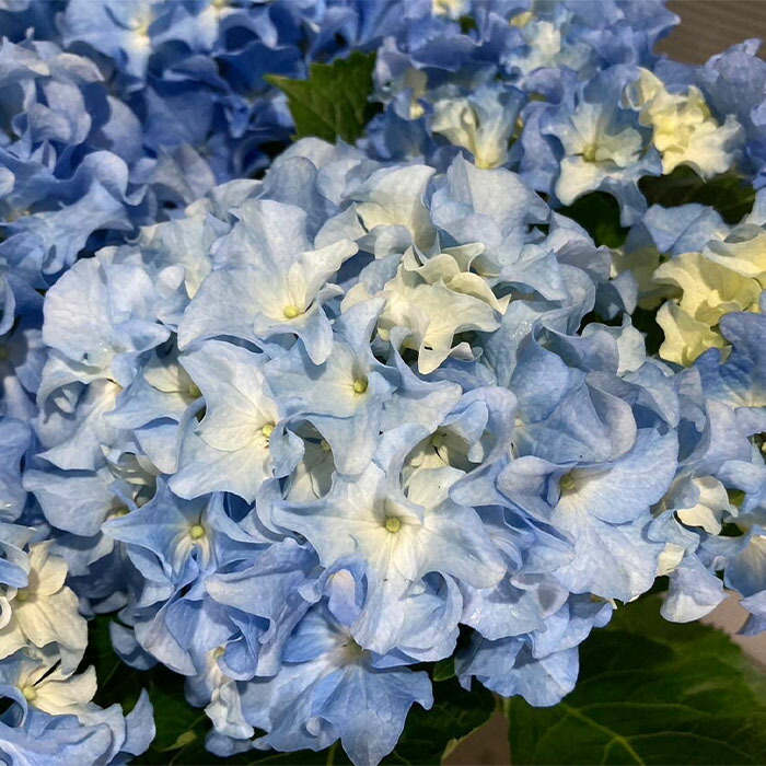 楽天市場】アジサイ マジカルラプソディ 10.5cmポット ハイドランジア