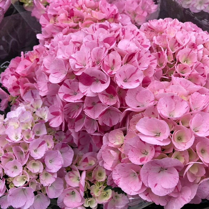 楽天市場】予約販売 アジサイ 泉鳥 10.5cmポット 加茂 KAMO
