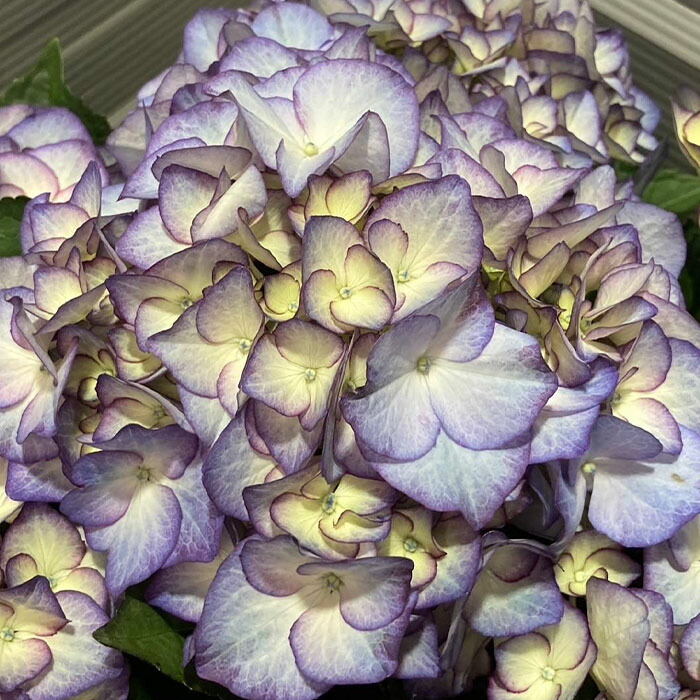 紫陽花　確認用 秋色アジサイ 切り花 確認用 2