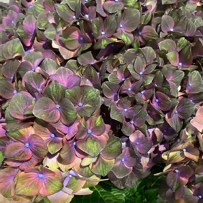 楽天市場】予約販売 アジサイ マジカルラプソディ 10.5cmポット