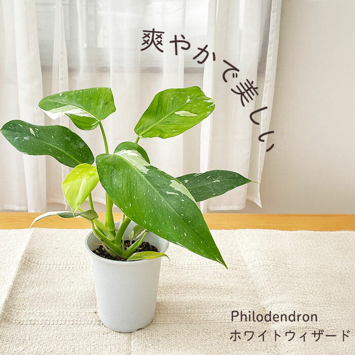 t*o様 アロカシア　シンポ　バリエガータ Amazon｜観葉植物 アロカシア オドラバリエガータ バティック 4