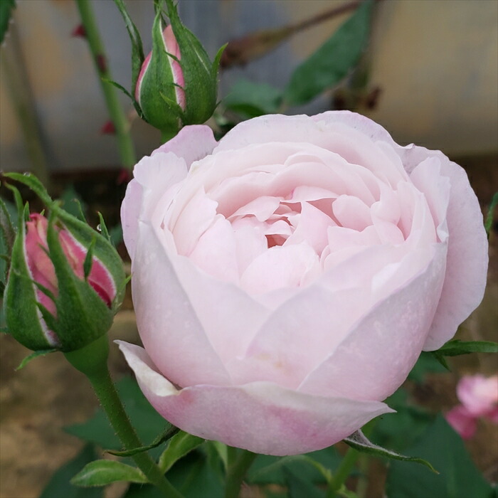 楽天市場】予約販売 バラ 苗 バラ 新苗 京成バラ園芸 希成（きなり