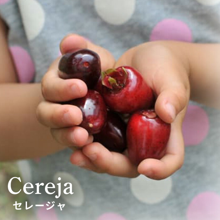 楽天市場】いちじく 苗 ゴールドフィグ 12cmポット イチジク 無花果 一