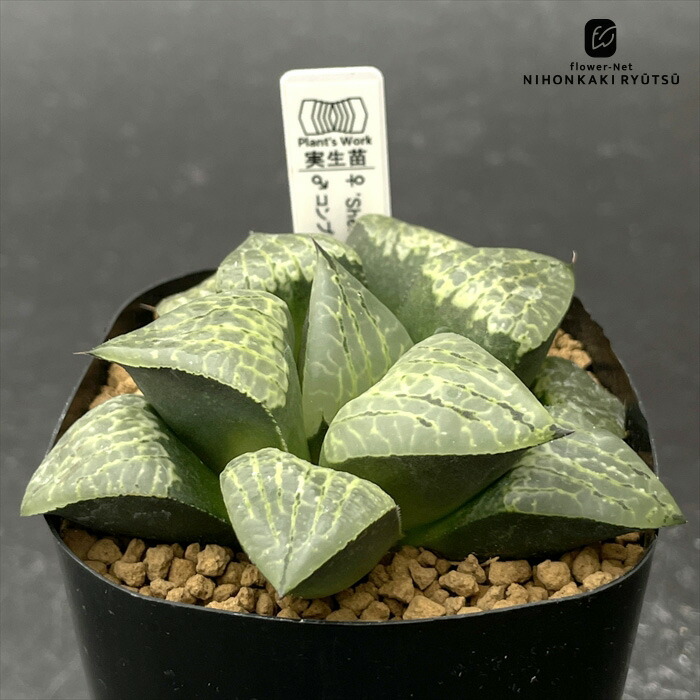 楽天市場】多肉植物 bphハオルチア 川蝉×グロエネワルディ 0929-060