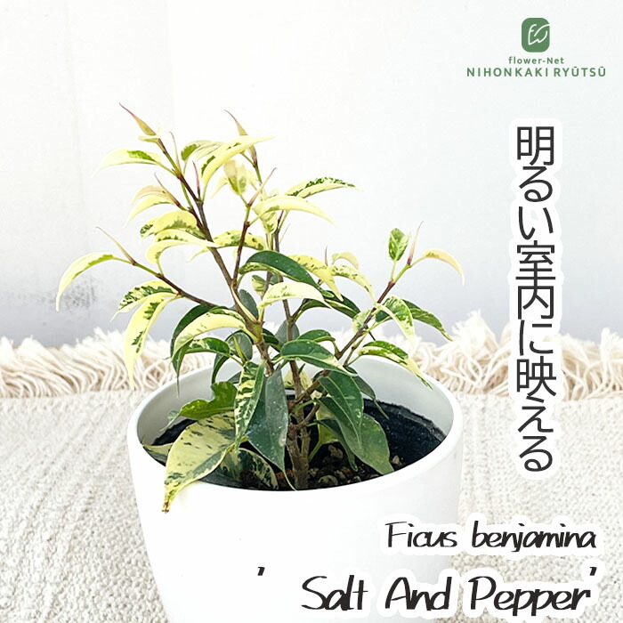 楽天市場】観葉植物 フィカス ベンジャミン スターライト ビューティー