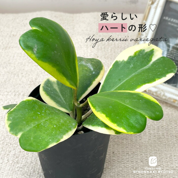 楽天市場】観葉植物 ホヤ カルノーサ クリンクルエイト 10.5cm