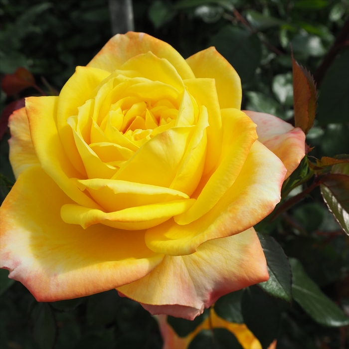 楽天市場】予約販売 バラ苗 バラ大苗 つるバラ バタースコッチ