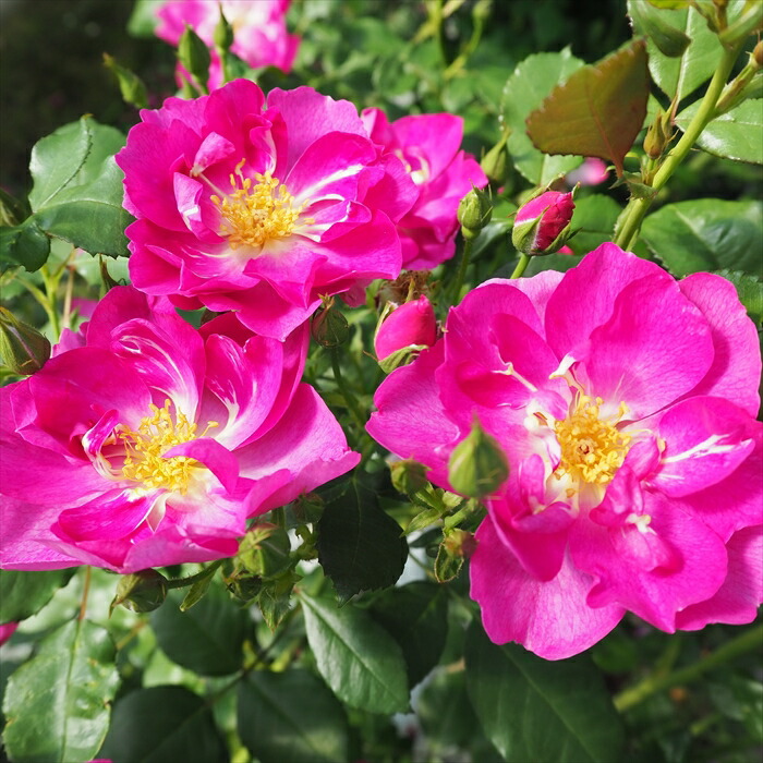 楽天市場 予約販売 バラ大苗 ビオレッタ 四季咲き 中輪 薔薇 バラ バラ苗 Troe フラワーネット 日本花キ流通