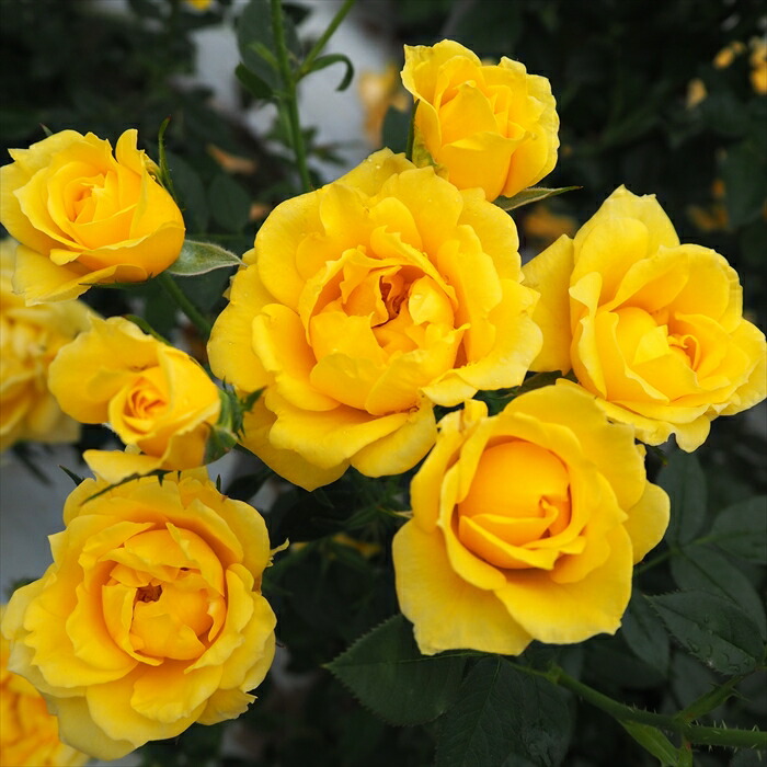 楽天市場】【まもなく締め切り】予約販売 バラ 苗 バラ 新苗 中輪