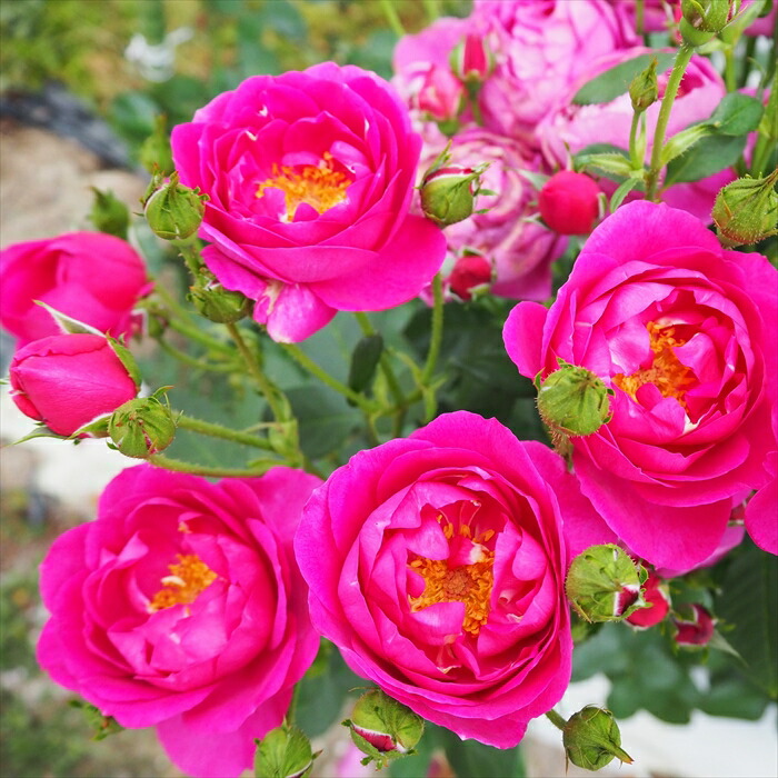 楽天市場】【まもなく締め切り】予約販売 バラ 苗 バラ 新苗 中輪