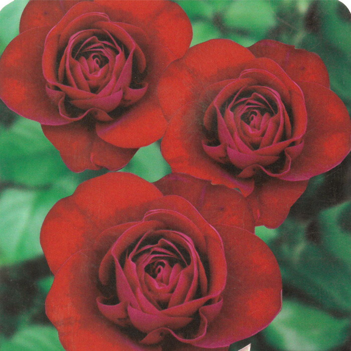 楽天市場】【まもなく締め切り】 予約販売 バラ苗 バラ大苗 つるバラ