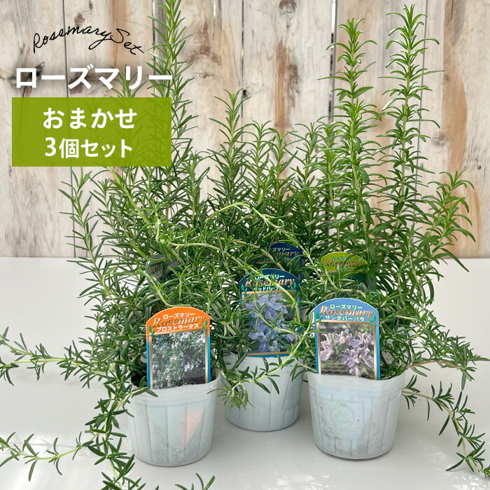 ローズマリー 矮性 苗 15cmポット 8鉢 imgrc0076337674.jpg