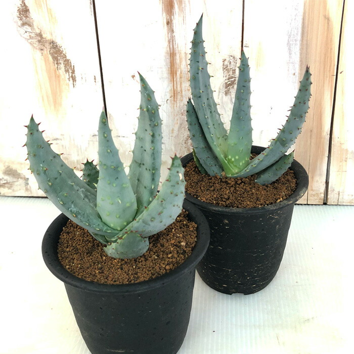 楽天市場 多肉植物 Osアロエ ライツィー おもしろ 多肉植物 9cmポット フラワーネット 日本花キ流通 楽天市場 多肉植物 Osアロエ ライツィー おもしろ 多肉植物 9cmポット フラワーネット 日本花キ流通