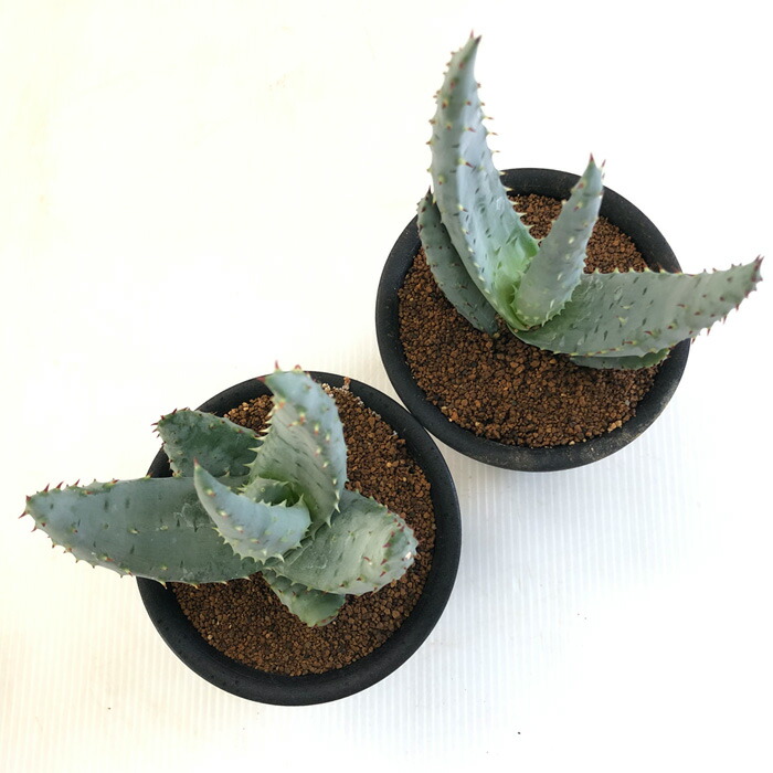 楽天市場 多肉植物 Osアロエ ライツィー おもしろ 多肉植物 9cmポット フラワーネット 日本花キ流通 楽天市場 多肉植物 Osアロエ ライツィー おもしろ 多肉植物 9cmポット フラワーネット 日本花キ流通