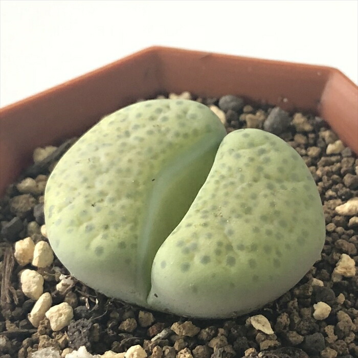 楽天市場】多肉植物 asディステランサス 幻玉 多肉植物 メセン