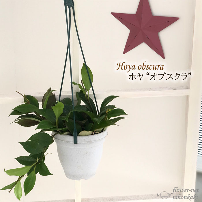 楽天市場】観葉植物 ホヤ ロツンディフォリア 3号 吊り鉢 吊り下げ